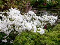 Monet's garden in Giverny