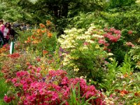 Anna at Monet's garden in Giverny : Anna Stenson