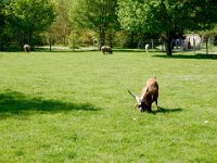 Animals at Marie Antoinette's village