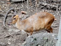 Central Park Zoo