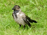 Hawk in Alexander Garden