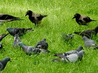 Hawks and pigeons in Alexander Garden